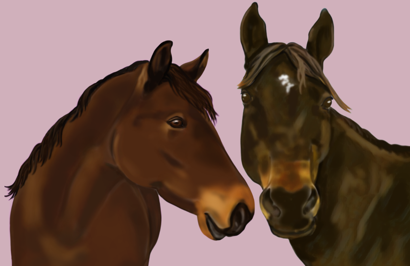 Equine Portraits 2 Horse Headshot With Basic Background