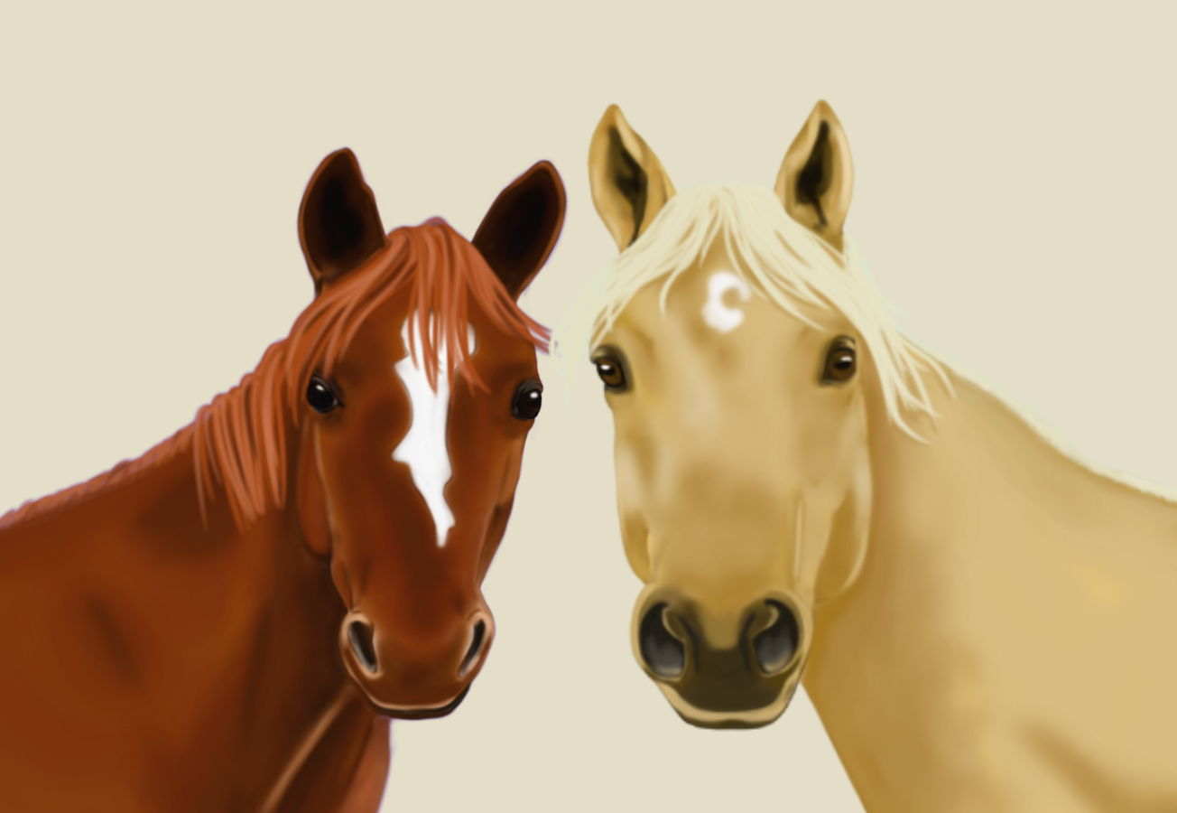 Equine Portraits 2 Horse Headshot With Basic Background