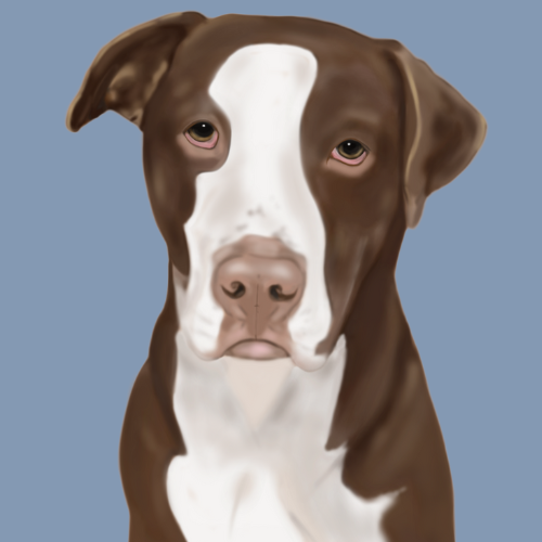 2 Pet Headshot Portrait With Basic Background